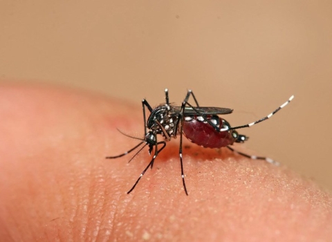 Good experience of a male customer who was bitten by a mosquito at ABC Hoi An pharmacy