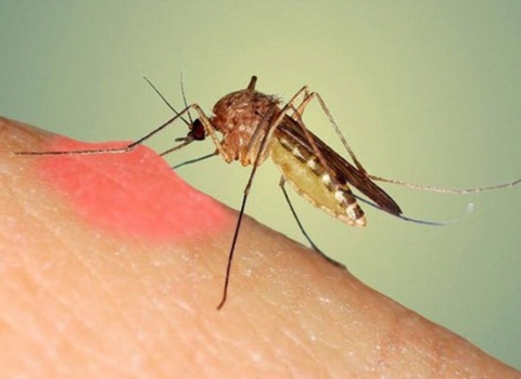 Medicines commonly used to apply after being bitten by mosquitoes in Vietnam.