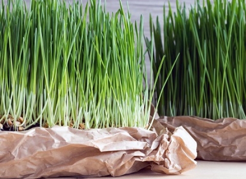 Is Wheatgrass Good for You?