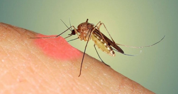 Medicines commonly used to apply after being bitten by mosquitoes in Vietnam.