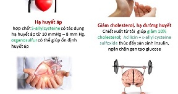Tác Dụng Của Tỏi Đối Với Sức Khỏe