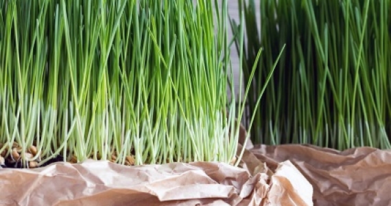 Is Wheatgrass Good for You?