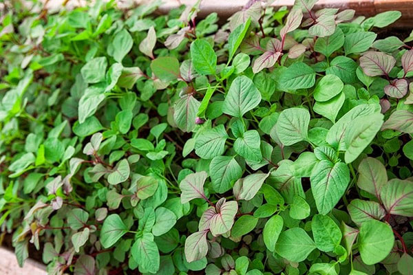 Giảm rụng tóc sau sinh bằng Rau dền