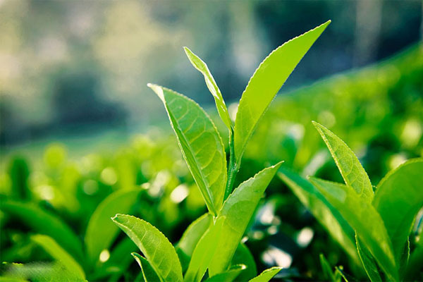 Giảm rụng tóc sau sinh bằng Trà xanh