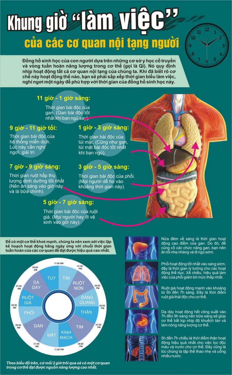 dong-ho-sinh-hoc-trong-co-the-nguoi-abcpharmacy-danang