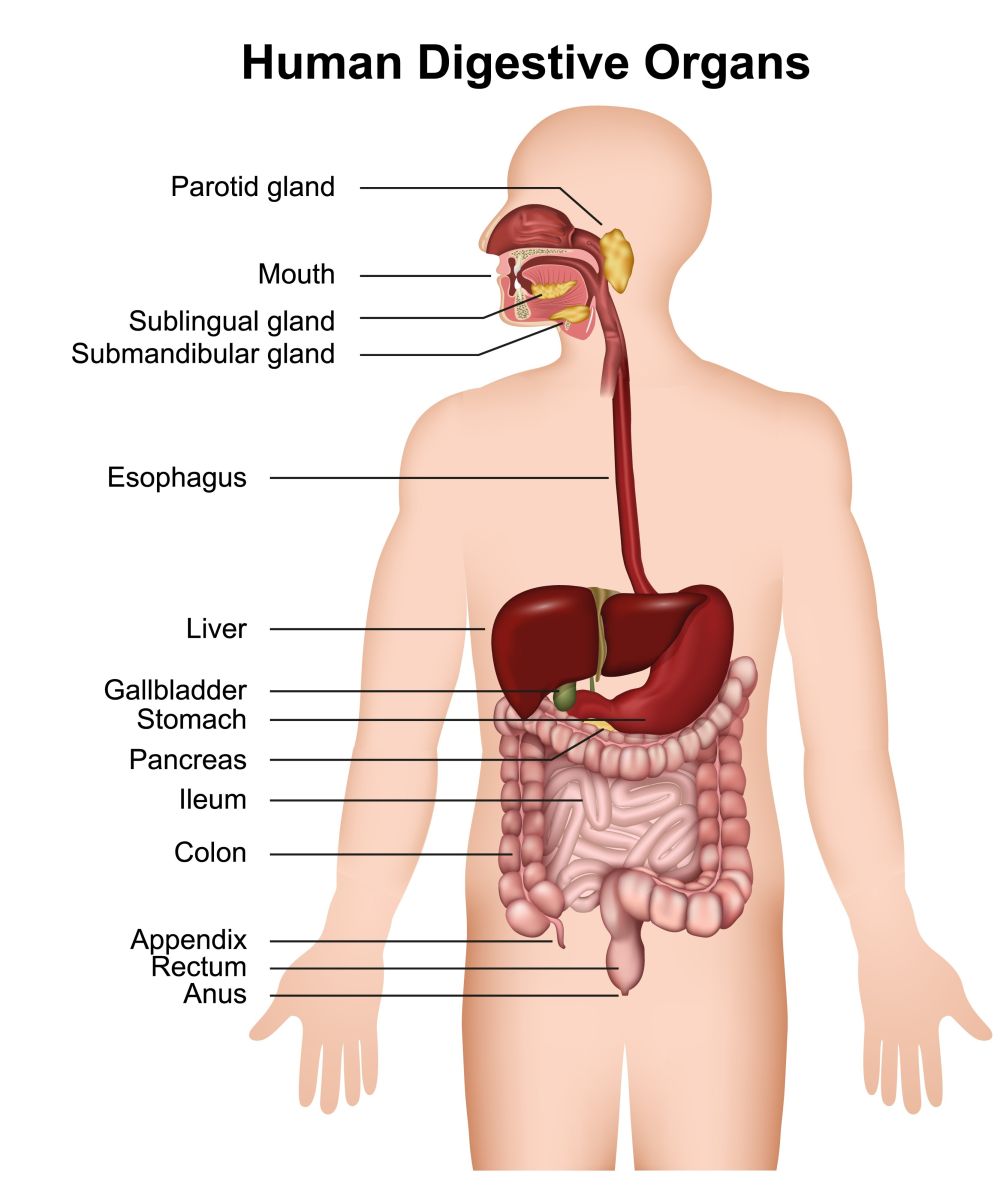 Human digestive system
